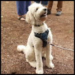 A cute dog visitor
